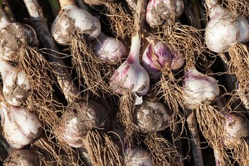the harvested garlic crop in agriculture