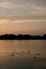 Ducks on river in dusk  - 455220952
