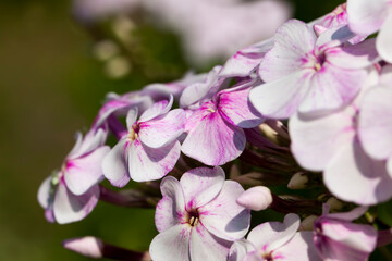 Naklejka na ściany i meble carnation flowers in the spring season
