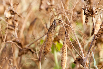 an agricultural field with a ripe crop of peas