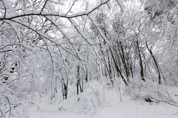 a park with different trees in the winter season