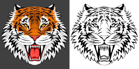Adult angry roaring tiger face. Colorful and mono color graphic. Vector illustration.