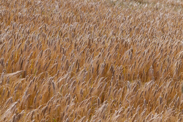yellowed rye field about the time of maturation