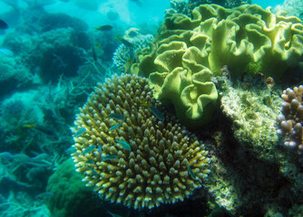 Naklejka na ściany i meble Underwater Life of Great Barrier Reef
