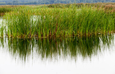 a lake with different plants