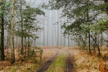 fog in forest