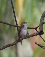 A prinia bird perched on small branch