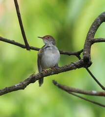 Prinia bird resting on brach