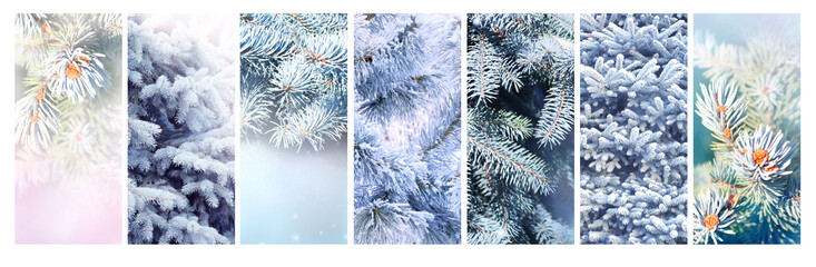 Set of vertical Christmas banners with branch of blue spruce