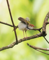 Prinia bird resting on branch