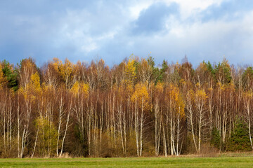 yellow and orange foliage on birch trees