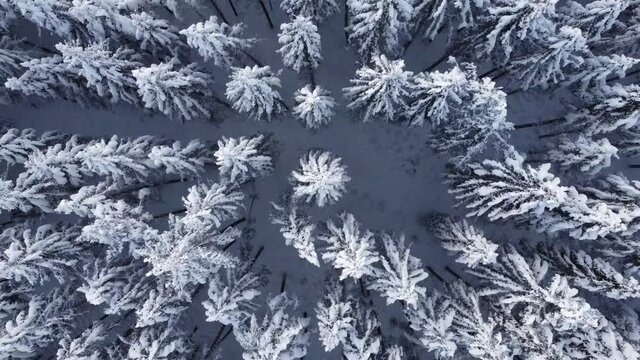 A Droneshot over a forest in winter.