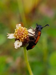 Black orange beetle on weed