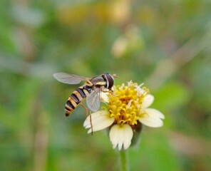 A hover fly on weed flower