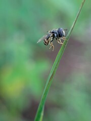 Hoverfky resting on weed