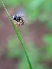 Hoverfly resting on weed flower