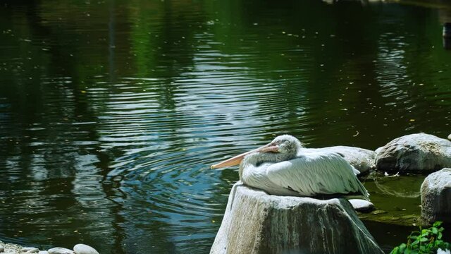 The pelican is resting on a stone near the pond.