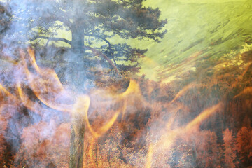 forest fire background landscape, abstract fire and smoke in the forest, drought trees are burning
