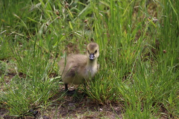 country goose in the grass