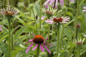 coneflowers in the field