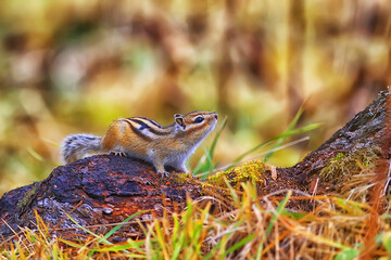 Chipmunk animal in the wild little cute squirrel