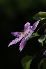 clematis