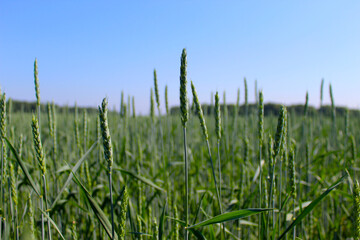 A field of green rye in summer. Grain crops