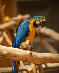 Cute pretty colorful parrots sitting on a branch - tropical birds from jungle