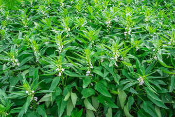 A large crop of sesame seeds