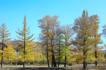 Fototapeta premium abstract background texture of autumn forest, yellow trees pattern landscape view