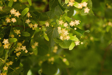 Linden tree flowers tilia cordata, europea, small-leaved lime, littleleaf linden bloom. Pharmacy,...