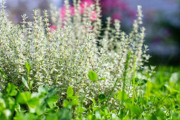 Obraz premium Natural strong blurry background of green grass blades close up. Fresh grass meadow in sunny morning. Copy space