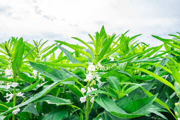 A large crop of sesame seeds