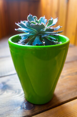 A Echeveria grows in a pot on the wooden surface of the windowsill. A beautiful green-brown houseplant succulents in stone ground