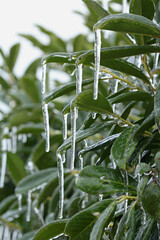 Feuilles de laurier recouvertes par une pluie verglaçante
