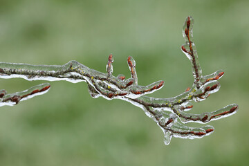 Branches d'arbre recouvertes par une pluie verglaçante