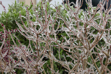 Branches d'arbre recouvertes par une pluie verglaçante