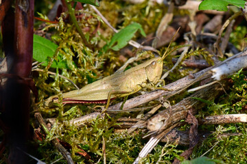 Große Goldschrecke // Large Gold Grasshopper (Chrysochraon dispar) 