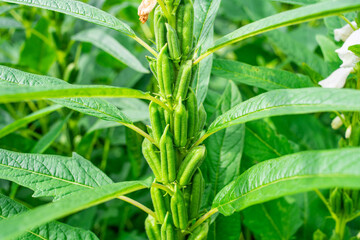 Sesame capsule close-up background material