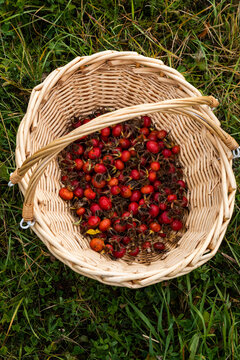 picked rosehip in a wicker basket 
