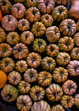 many pumpkins