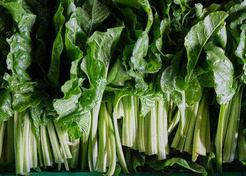 green chard washed in water