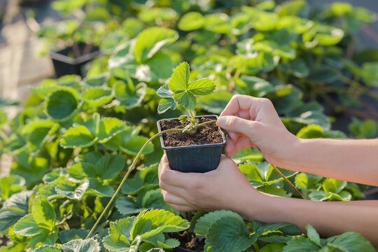 Young adult woman hands transplanting green small daughter plant from strawberry bush in pot of ground for propagation. Closeup. Preparation work in garden.