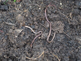 Earthworm Earthworms crawling on the ground can move through soil underground move longer distances on top of the soil, Annelida, Haplotaxida animal
