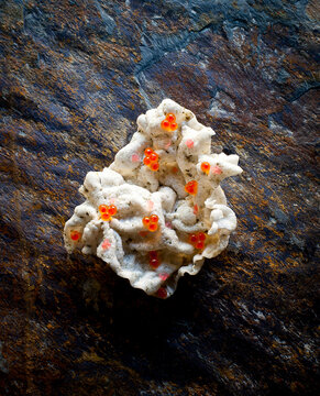 tapioca fritter with caviar pearls