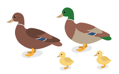 Сartoon animals collection in flat style isolated on white background: duck, drake and duckling. 
