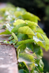 Group of leaves climbs on a wall in the morning. Shot taken in a public natural park.