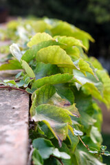 Group of leaves climbs on a wall in the morning. Shot taken in a public natural park.