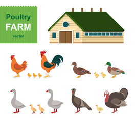 Poultry farm - set. Сartoon animals collection in flat style isolated on white background: rooster, chicken, duck, goose, turkey, drake. 