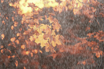 abstract autumn background rain leaves wallpaper park